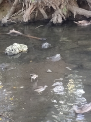Gallinula chloropus