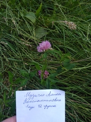 Trifolium pratense