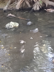 Gallinula chloropus