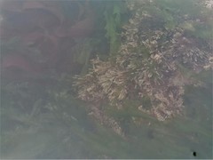 Electra verticillata