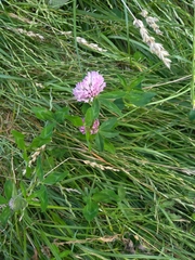 Trifolium pratense