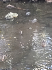 Gallinula chloropus