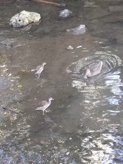 Gallinula chloropus