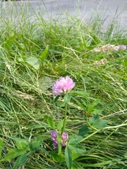 Trifolium pratense