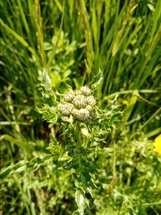 Cirsium arvense