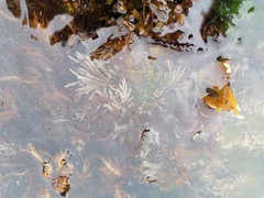 Electra verticillata