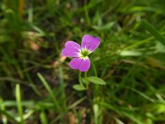 Malcolmia maritima