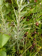 Liatris aspera