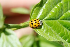 Harmonia axyridis