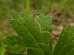 Liriomyza demeijerei