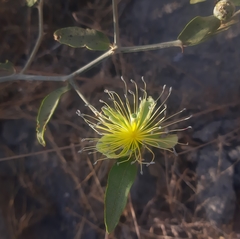 Capparis divaricata