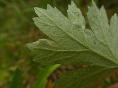 Liriomyza demeijerei