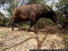 Syncerus caffer brachyceros