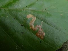 Stigmella hemargyrella