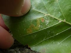 Stigmella hemargyrella