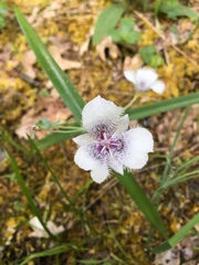 Calochortus elegans