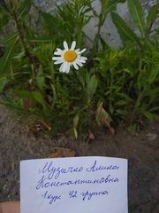 Tripleurospermum inodorum