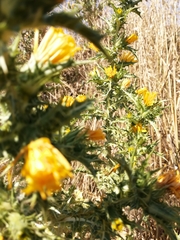Scolymus