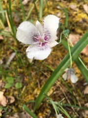 Calochortus elegans
