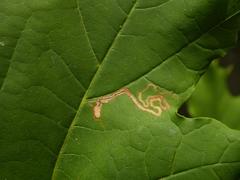 Stigmella aceris