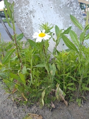 Tripleurospermum inodorum