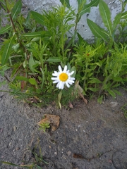 Tripleurospermum inodorum