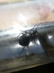 Carabus purpurascens