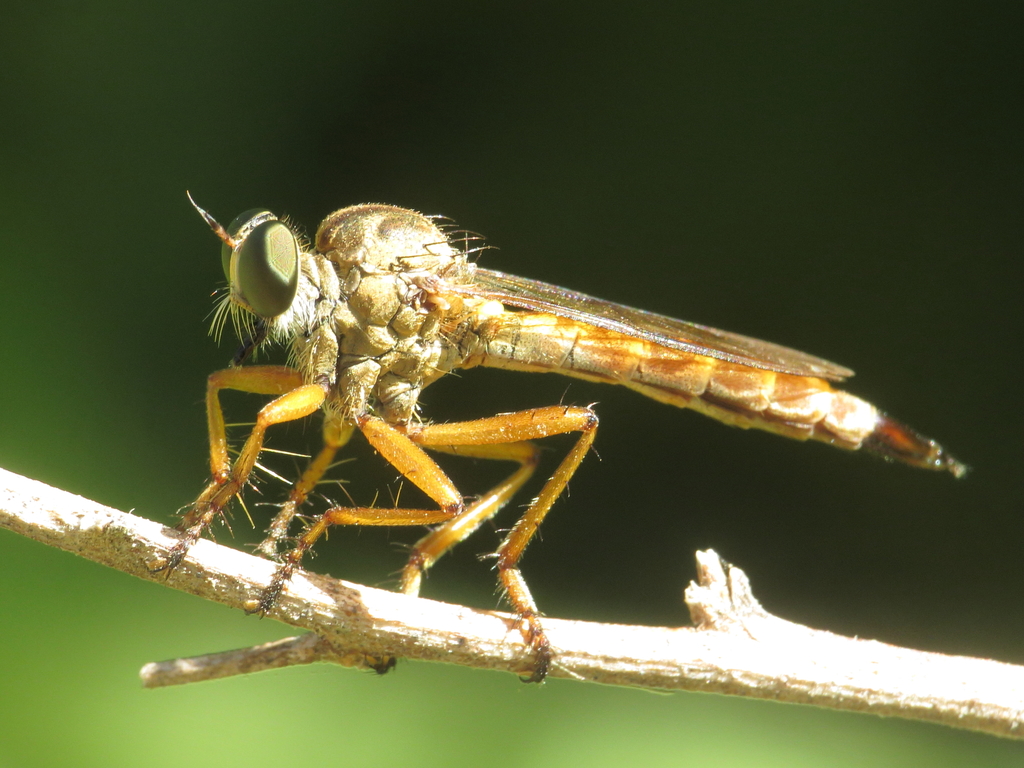 Aneomochtherus ochriventris