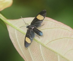 Trichaetoides apicalis