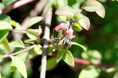 Apis mellifera