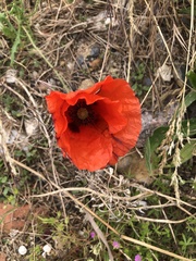 Papaver rhoeas