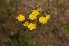 Pilosella rothiana