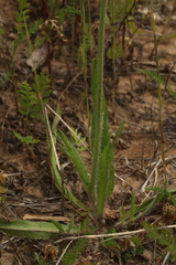 Pilosella rothiana