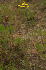 Pilosella rothiana