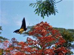Troides helena cerberus