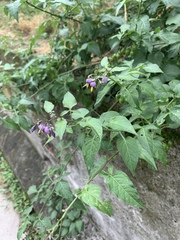 Solanum dulcamara