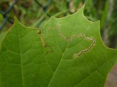 Stigmella aceris