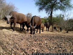 Syncerus caffer brachyceros