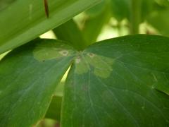 Phytomyza aquilegiae
