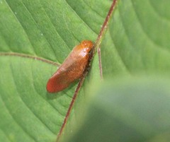 Eoscarta eos