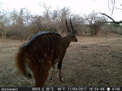 Tragelaphus scriptus