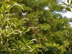 Graphium sarpedon luctatius