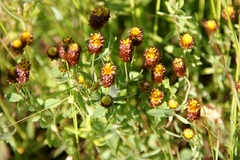 Trifolium spadiceum