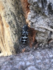 Xylotrechus albonotatus