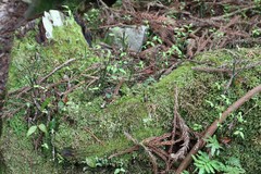 Vaccinium japonicum lasiostemon