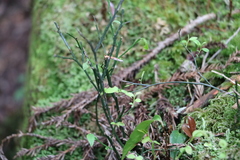 Vaccinium japonicum lasiostemon