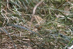 Suthora verreauxi morrisoniana