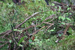 Vaccinium japonicum lasiostemon