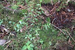 Vaccinium japonicum lasiostemon