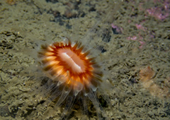 Caryophyllia smithii